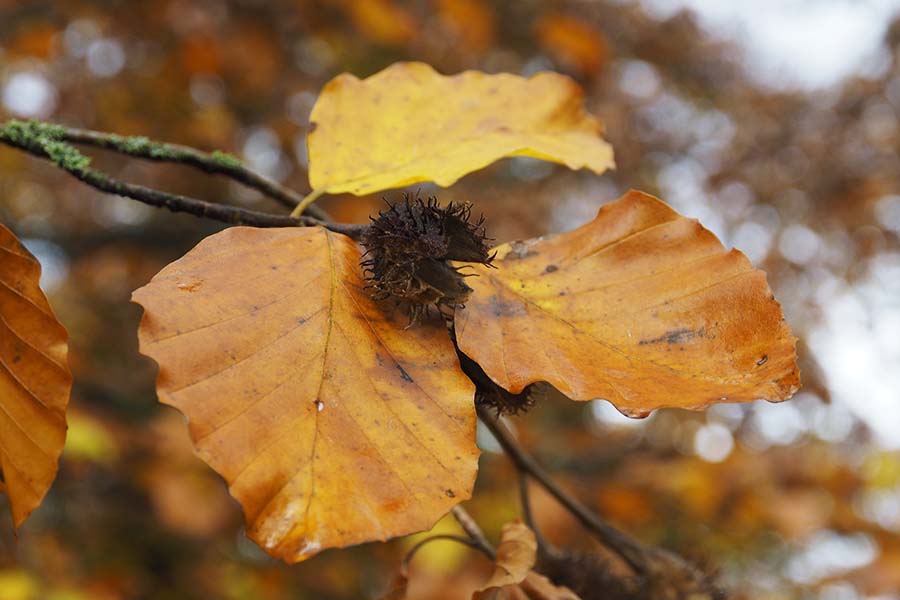 Fotokurs Herbststimmung, Herbstfarben, Laub