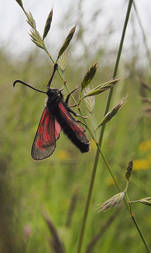 Insekt Foto-Exkursion Val-Lumnezia
