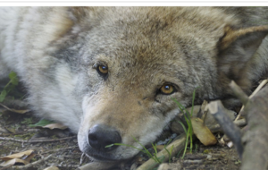 Fotosafari im Tierpark Goldau - Wolf