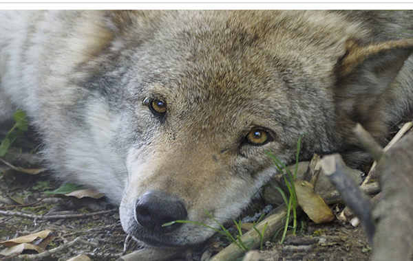 Fotosafari im Tierpark Goldau - Wolf